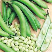 Broad Bean