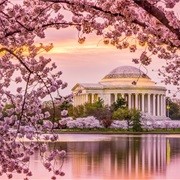 Washington DC During Cherry Blossom Season