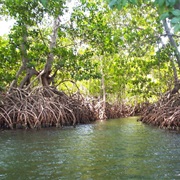 Mangrove Swamp