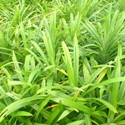 Pandan (Pandanus Amaryllifolius)
