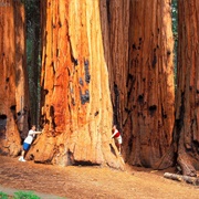 Sequoia National Park, California