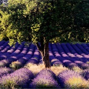 Lose Yourself in the Lavender Fields of Provence.