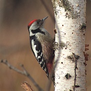 Middle Spotted Woodpecker
