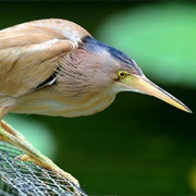 Yellow Bittern