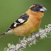 Black-Headed Grosbeak