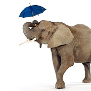 Elephant Umbrella