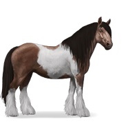 Gypsy Vanner - Liver Chestnut Tobiano