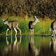 McNary National Wildlife Refuge
