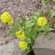 European Goldenrod (Solidago Virgaurea)