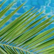 Im the One- DJ Khaled