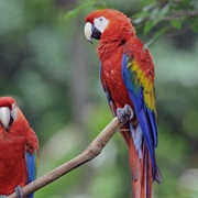 Spot a Scarlet Macaw in Costa Rica's Corcovado Rainforest