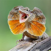 Frill-Necked Lizard