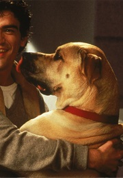 The Truth About Cats & Dogs. (1996)