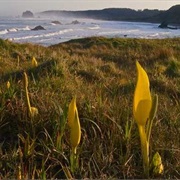 Cape Blanco State Park, Oregon