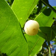 Lemon Aspen (Acronychia Acidula)