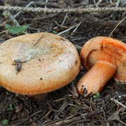 False Saffron Milkcap (Lactarius Deterrimus)