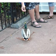 Seen Disney Duck Castmembers