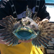 Cabezon (Aka: Cab, Cabby, Bull Cod, Giant Sculpin, Scorpion, Marble Sculpin)