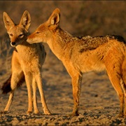 Golden Jackal