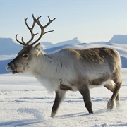 Reindeer