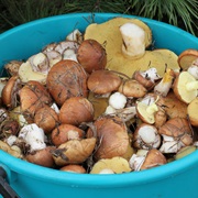 Slippery Jack (Suillus Luteus)