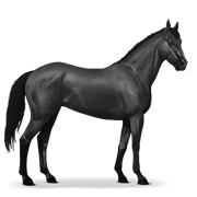 Thoroughbred - Black