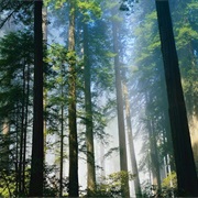 Redwood National Park