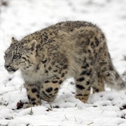 Search for an Elusive Species