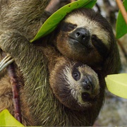 The Planet Earth Series (Blue Planet II, Planet Earth II)