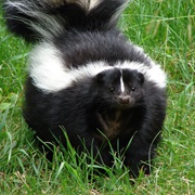 The Smell of a Skunk Can Be Detected by a Human a Mile Away.