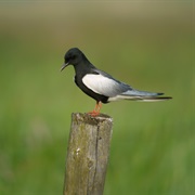 White-Winged Tern