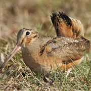 American Woodcock