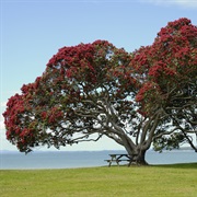 Pohutukawa Tree