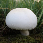 Horse Mushroom (Agaricus Arvensis)
