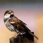 Sparrow Day (March 20)