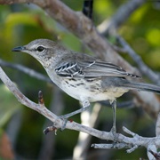 Bahama Mockingbird