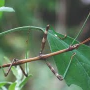 Northern Walkingstick