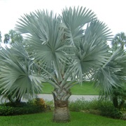 Bismarck Palm