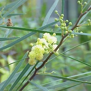 Retinodes Water Wattle (Acacia Retinodes)