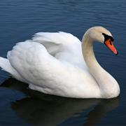Mute Swan