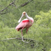 Cypress Island Preserve
