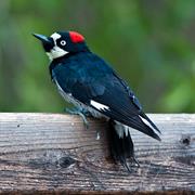 Acorn Woodpecker
