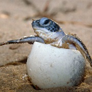 Watch Baby Turtle Hatching