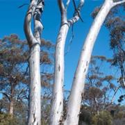 Boorabbin National Park (WA)