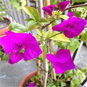 Grow My Own Bougainvillea
