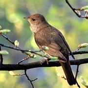 Thrush Nightingale