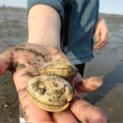 Go on a Clamming Excursion