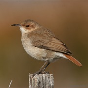 Rufous Hornero (Argentina)