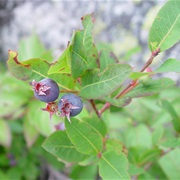 Mountain Serviceberry (Amelanchier Bartramiana)