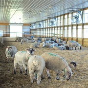 Work on a Farm for a Week